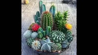 #different kinds of flowers 🥰❤