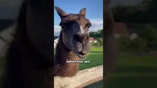 Llama Spit: why do they spit  #animal #animals #animalfacts#llamas #llama
