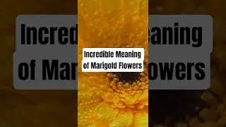 Marigold Flower Symbolic Meaning REVEALED!