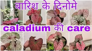 ❤️❤️Caladium care in rainy season #Youtubevideo #Viralvideo 💜💜