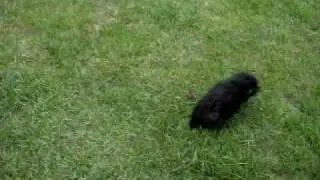 Casper and Bear
