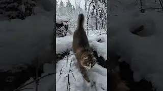Как волк в лес смотрит.🐯 Кот Плюх.
