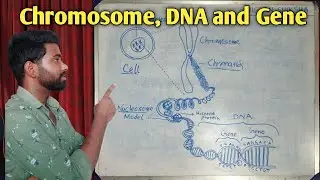 ক্রোমোজোম, ডি.এন.এ ও জিন কী?? Difference between Chromosome, DNA and Gene?? |VIGYAN SHIKSHA|