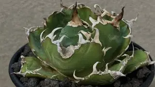 20251004 アガベ・チタノタ白鯨（厳選コンパクト）-039｜agave titanota white whale
