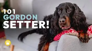Gordon Setter Facts (Temperament, Grooming, Personality, and More)