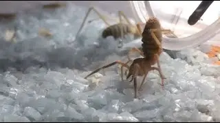 Camel Spider Solifugae New Habitat Transfer Welcome Home