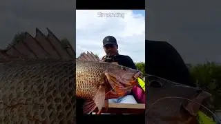 MJ Besar Jangan Sampai Lolos #fishing #mancing