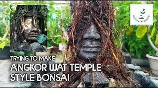 Trying to make Angkor Wat Temple style bonsai