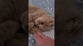 а что такое ?