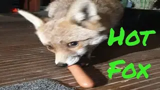 🦊Friendly urban #fox Ajax and the great HOT DOG experiment