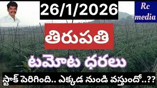 తిరుపతి టమోటా ధరలు #tomato rate today #chennai tomato prices #anathapuram tomato prices 