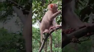 mara monkey-love love ❤️🐒😝 RW1  #shorts #shortsvideo #monkey  #youtubeshorts #monkey #babymonkey