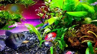Aquascape tanpa CO2,pukdas,pukcir ataupun subtrat
