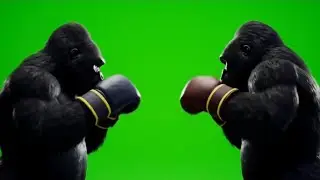 Gorilla boxing fight green screen #gorilla #boxing #fight #greenscreen