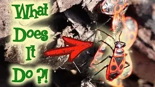 Firebug Keeps Going Over Everyone's Heads // Macro Video