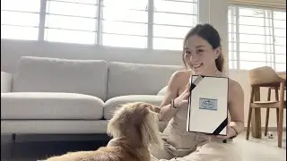 Prada Harness for My Dog's 3rd Bday in Singapore | unicornheatt