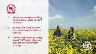 How to protect your oilseed rape yields from turnip yellows virus