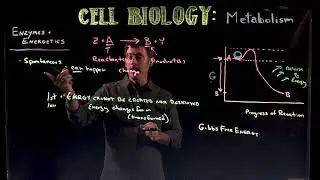 Enzymes Part1
