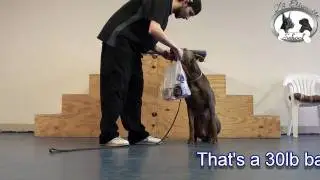 K9 Etiquette School - Soft Mouth Retrieval & Assistance