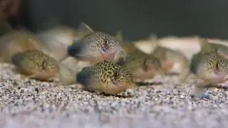 Corydoras similis - Violetter Panzerwels