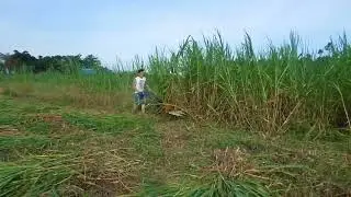 Multifunction Automatic Walking Tractor Reaper Mini Rice Wheat Harvester New Small Combin