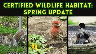 Certified Wildlife Habitat Backyard: Spring Update #4K