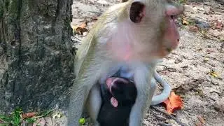 🔴LIVE Baby Monkey Holding Mom | True Love Scene 🐒💕