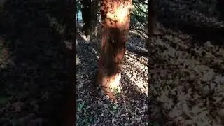 Obalna sekvoja (Sequoia sempervirens), Botanični vrt Maribor, Slovenija, januar 2022