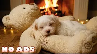 12 часов успокаивающей музыки для собак: тревога, сон щенков 🐕&zwj;🦺🎵