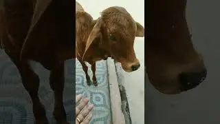 Cow video compilation #shorts #youtubeshorts मुझे देख कर आ गया।