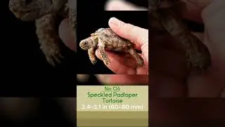 Smallest Animals ~ TOP 10 #shortvideo #short  #youtube #shortsfeed #youtubeshorts s #animals