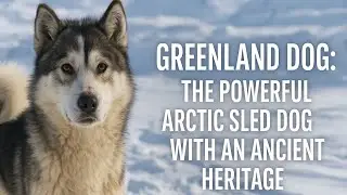 Greenland Dog | The Powerful Arctic Sled Dog with an Ancient Heritage