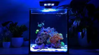 Nano Reef Tank Maintenance: EASY AND FAST (No Skimmer)