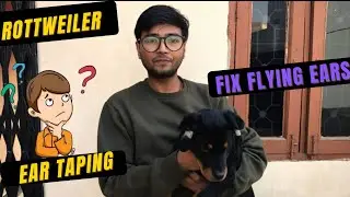 Rottweiler ear taping || fix flying ears || full detail with puppy demo