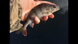 Tips on winter lure fishing. Canal perch on the bank.