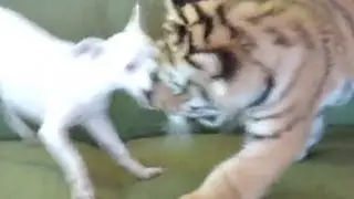 Distraction: Tiger cub plays with dog