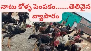 Desi chicken farm 
