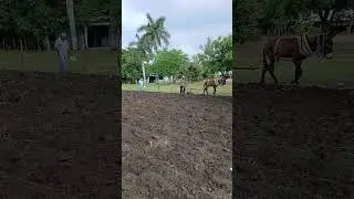 En la siembra de mi papá nacho