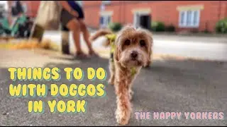 York | Things to Do with Your Dog in Town
