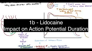 Why Lidocaine Targets Ischemic Tissue: Inactivation, APD, and Membrane Stability