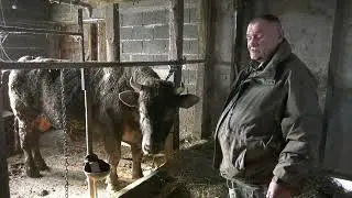 - ĆIRO KUPIO BIKA I NAJAVLJUJE VELIKU KORIDU NA ŠIPOVAČKIM BARAMA