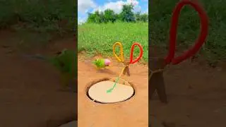 How to Trap Parrot in Forest #birds #shorts #viralvideo #trending #trap #parrot