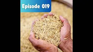 019. Mexican cuisine, cooking with Grains, cooling Leftovers, choosing Clams