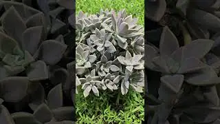 Ghost Plant