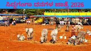 ಸಿದ್ದಗಂಗಾ ದನಗಳ ಜಾತ್ರೆ 2026 | ಹಳ್ಳಿಕಾರ್ ದನಗಳ ಸಂಭ್ರಮ | ರೈತರ ಬದುಕಿನ ನೈಜ ಚಿತ್ರಣ