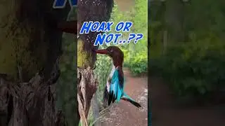 Kingfisher Stuck in Tree: Rescue or Fake? You Decide!