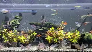 Relaxing Aquarium 1628 / 熱帯魚50種混泳水槽 アクアリウム ディナータイム 4K