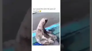 Amigoo😂😂 #memes #sloth #boat #amigo