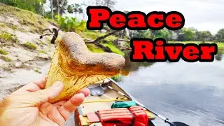 Florida Peace River Fossil Sharktooth hunting trip ! #fossilhunter