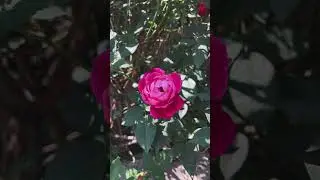 Rose slow motion video